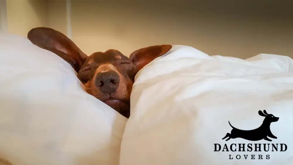 Brown dachshund sleeping peacefully under white blankets, showing a cozy bedtime routine.