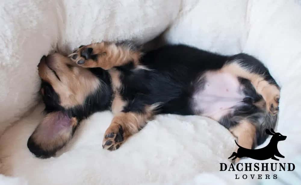 Adorable dachshund puppy sleeping on its back in a soft white bed, looking relaxed and comfortable.