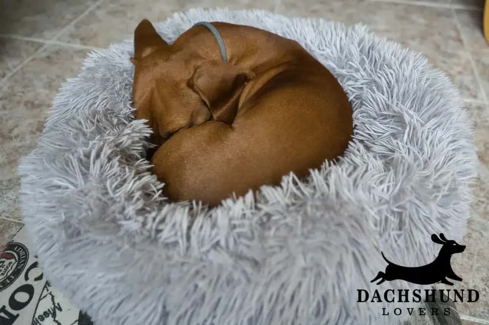 Brown dachshund curled up sleeping in a fluffy grey dog bed, looking cozy and comfortable.