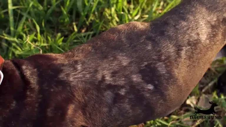Close-up of a dachshund's back with a dappled brown coat, in a grassy area. Soft lighting