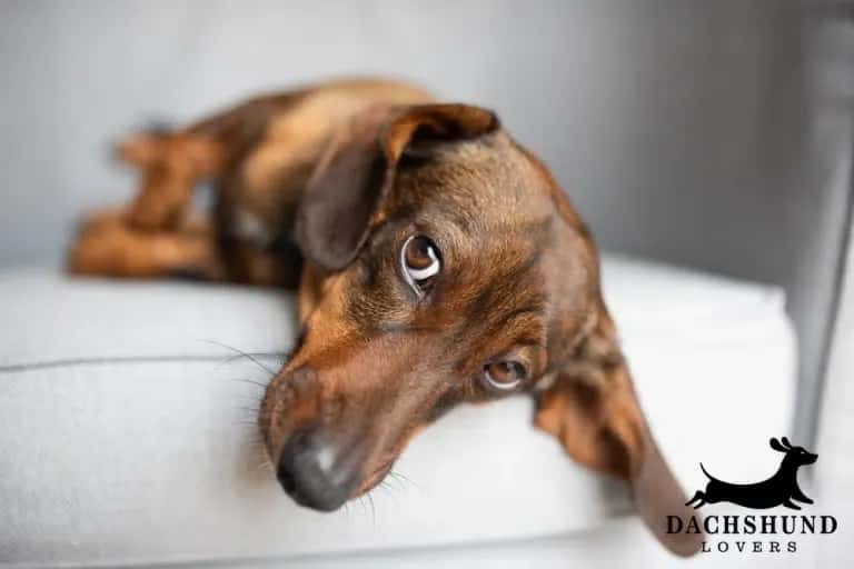 A brown dachshund lounges on a light gray sofa, looking up with soulful eyes.  conveys a calm