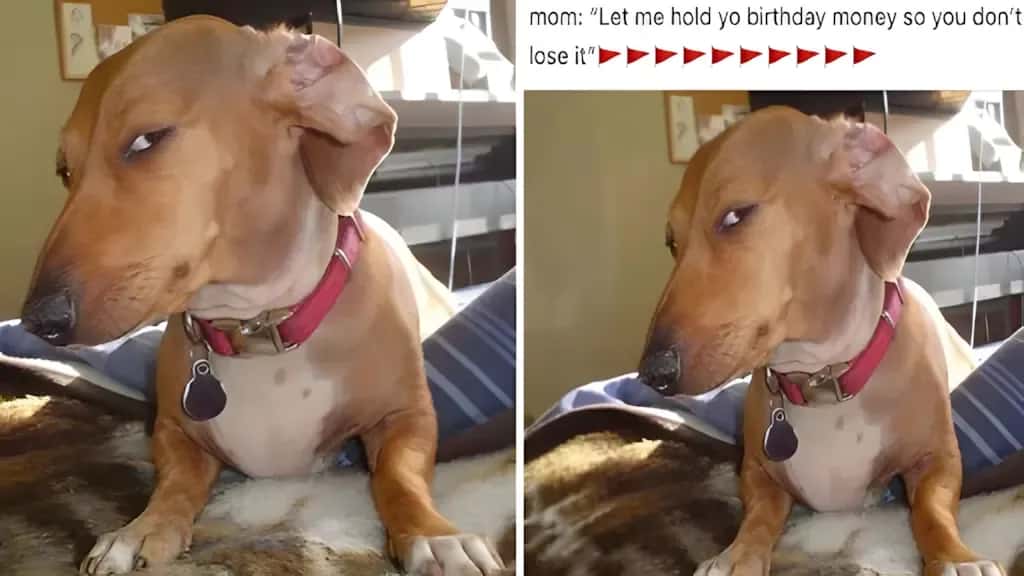 A dog with reddish-brown fur and a red collar gives a suspicious side-eye glance. The text above humorously reads, "mom: 'Let me hold yo birthday money so you don’t lose it'."
