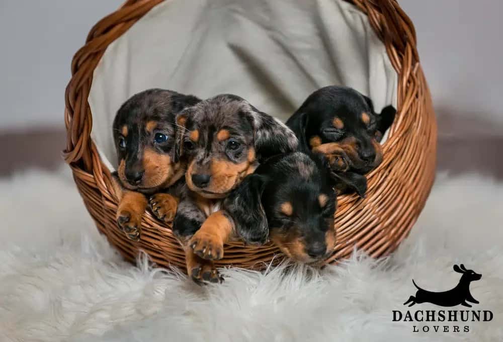 Top 50 male and female dachshund puppy names – adorable dapple and black and tan dachshund puppies cuddled together in a wicker basket, Dachshund Lovers branding