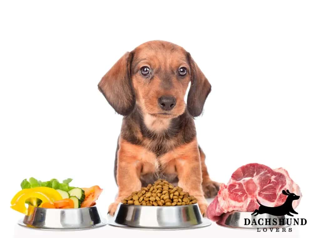 Types of foods for dachshund puppies – brown dachshund puppy sitting with three bowls of food including vegetables, dry kibble, and raw meat, Dachshund Lovers logo in corner