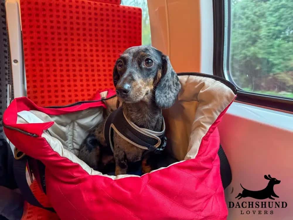 Dachshund sitting in a red soft-sided travel carrier on a train seat