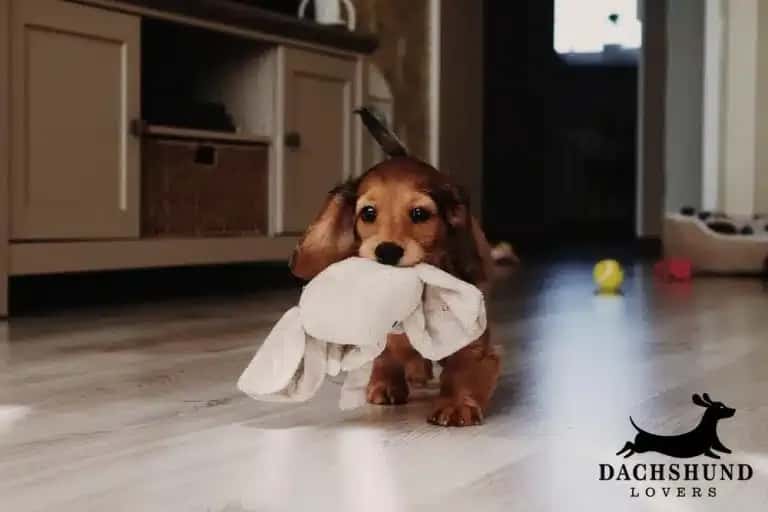 Long-haired dachshund puppy carrying a soft toy in its mouth while playing indoors