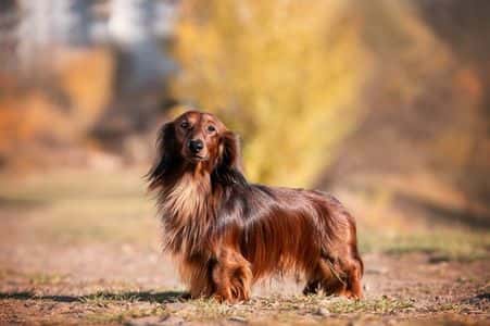 Long-haired Dachshund standing outdoors during autumn – Dachshund Lovers. Fun facts about dachshunds