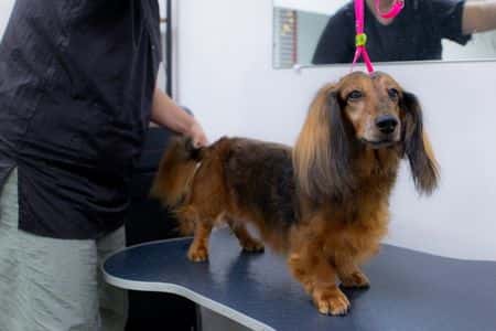 long haired dachshund grooming. Long-haired Dachshund being professionally groomed 