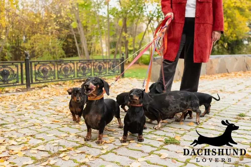 Group of dachshunds in the park with owner, exploring whether dachshunds are aggressive