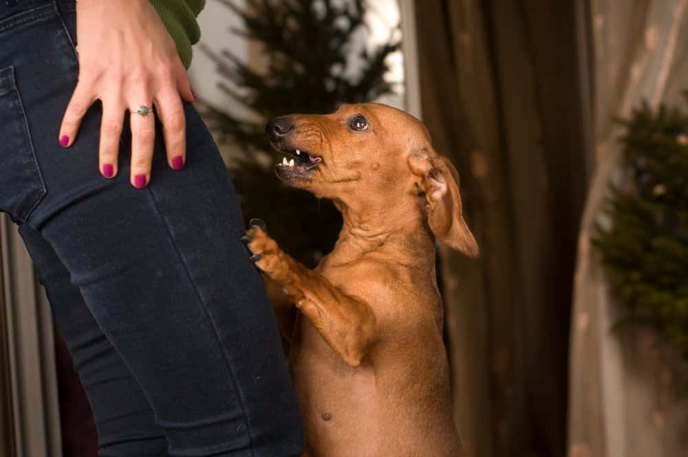 brown Dachshund showing teeth while standing on owner’s leg indoors 