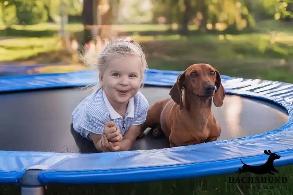 Young child playing on a trampoline with a dachshund, showing that dachshunds can be good with kids