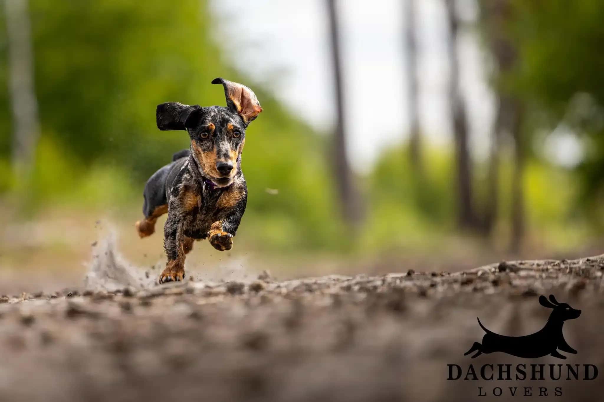 High-energy dapple dachshund puppy running outdoors on a dirt trail with ears flapping – Dachshund Lovers