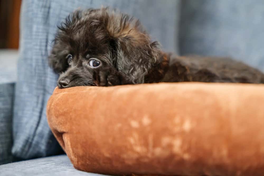 Are Doxiepoos hypoallergenic? Adorable Doxiepoo puppy resting on a soft brown cushion