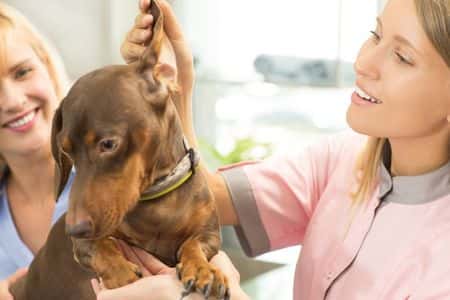 cChocolate Dachshund having its ear checked by a veterinarian during a routine examination 