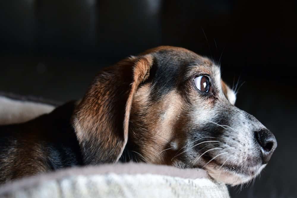 Beagle Dachshund Mix lying indoors with shiny short coat after grooming – Dachshund Lovers