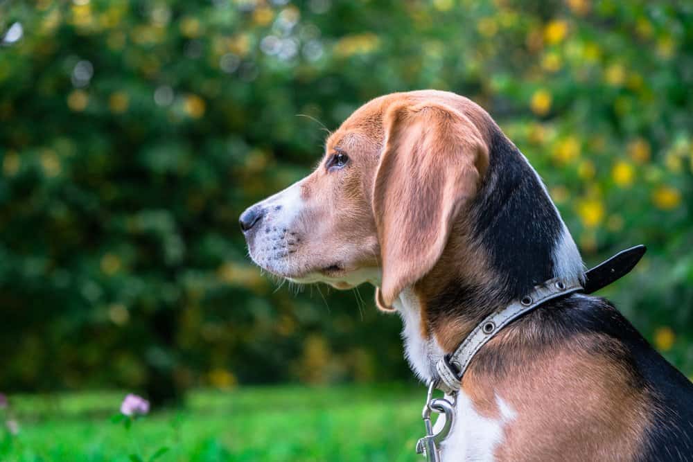 Beagle Dachshund Mix sitting in a grassy park wearing a collar looking alert 