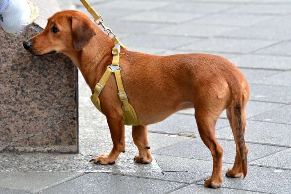 Beagle Dachshund Mix standing on pavement showing its curious temperament