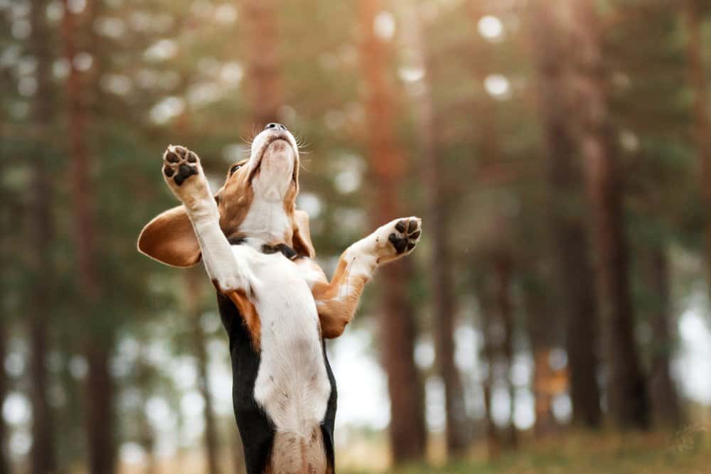 Beagle Dachshund Mix standing on hind legs in the forest during obedience training 