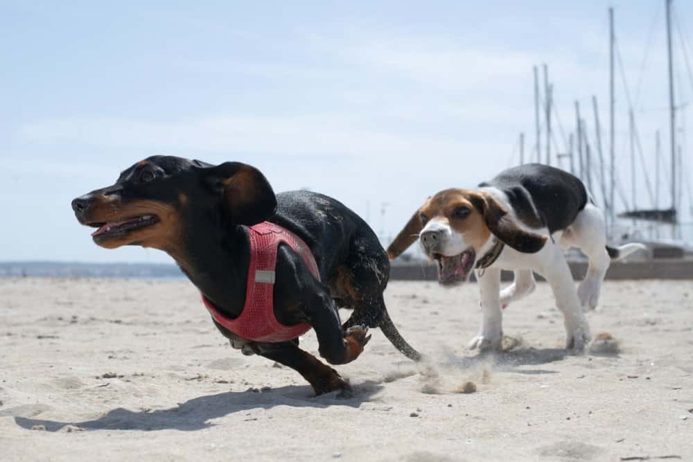 Beagle chasing Dachshund wearing a red harness on a sunny beach near boats