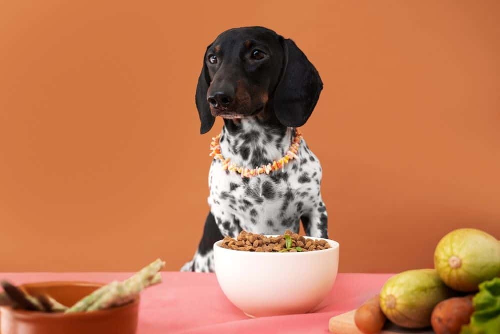black and white Dachshund with healthy dry kibble and vegetables on table – nutrition guide 