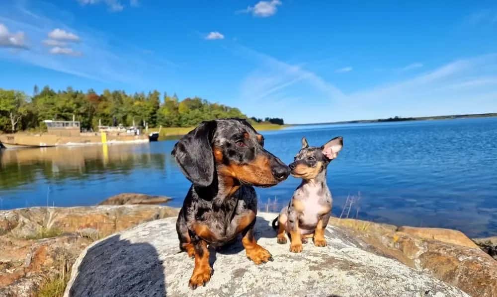 Two blue dapple dachshunds sitting on rocks by a calm lake under a clear blue sky 