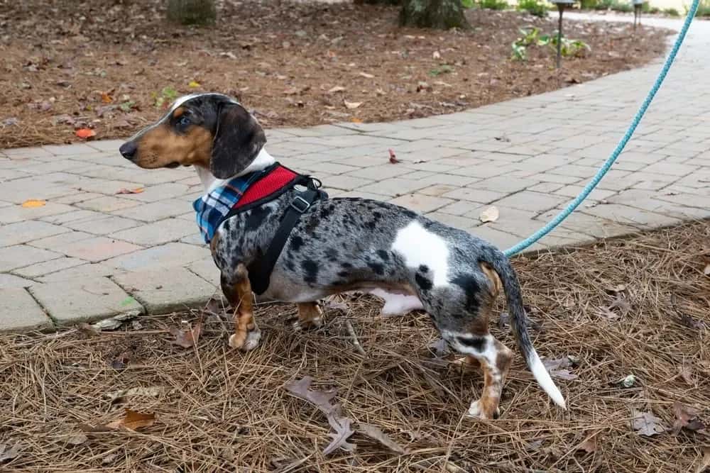 Blue dapple dachshund wearing a plaid scarf and red harness standing on a park path