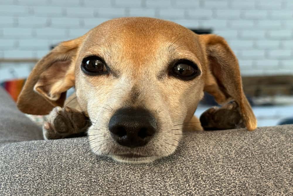 Brown Beagle Dachshund resting on a couch looking up with big dark eyes – Dachshund Lovers
