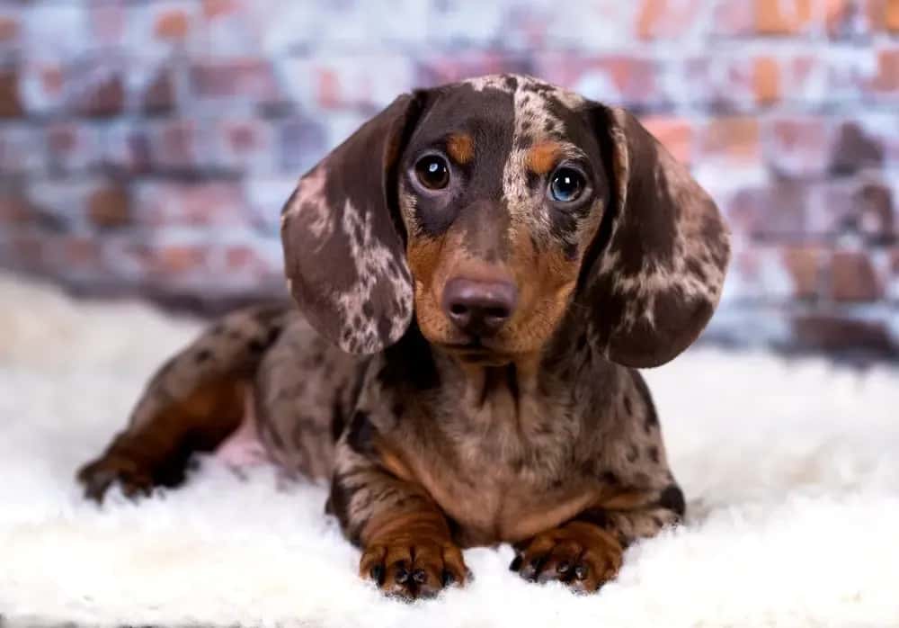 Adorable brown dapple dachshund puppy resting on a soft white rug with a brick wall 