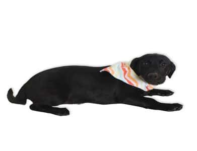Dachsador Price – black Dachsador dog wearing striped bandana lying down – Dachshund Lovers