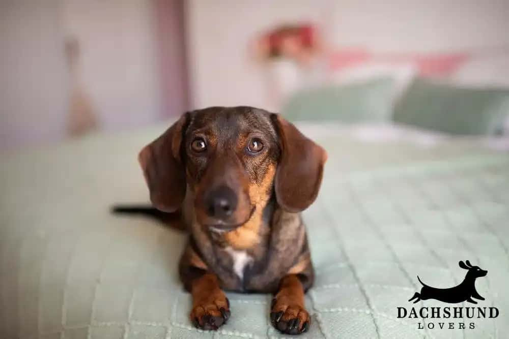 Relaxed dachshund lying on a mint green bedspread indoors