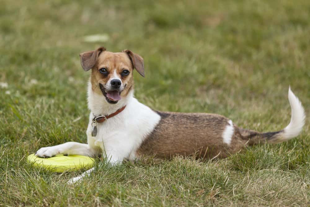 Chihuahua Dachshund Beagle mix relaxing on green grass with a frisbee toy 
