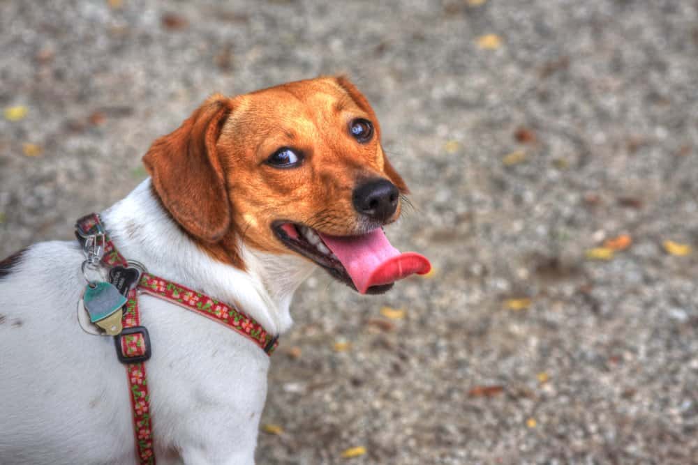 Chiweenie Cost & Adoption – smiling Chiweenie wearing a red harness with tongue out during walk