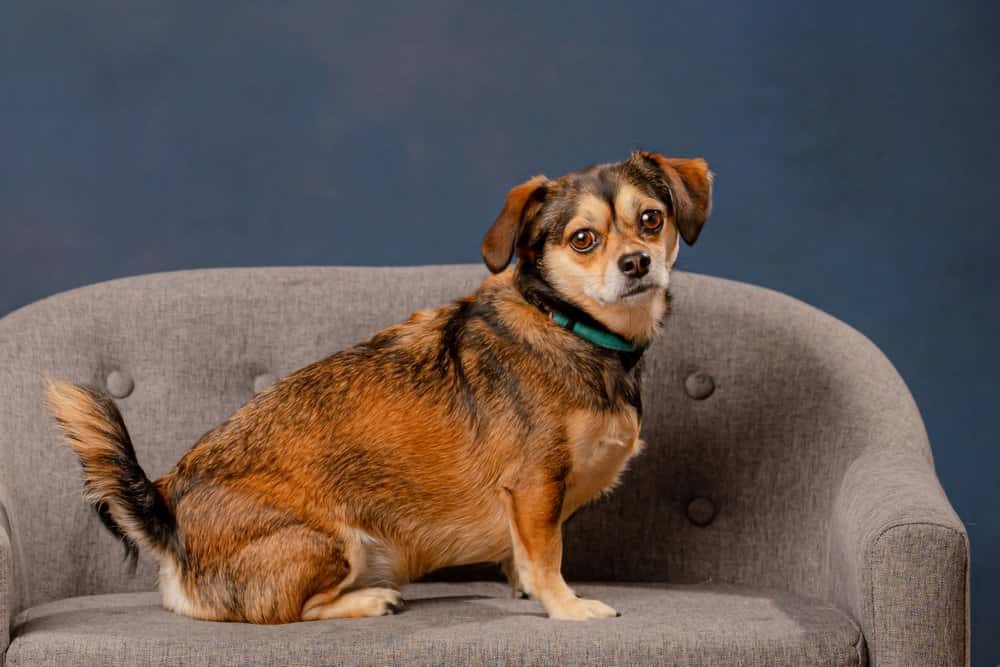 Chiweenie Lifespan – healthy adult Chiweenie sitting on a grey chair looking alert 