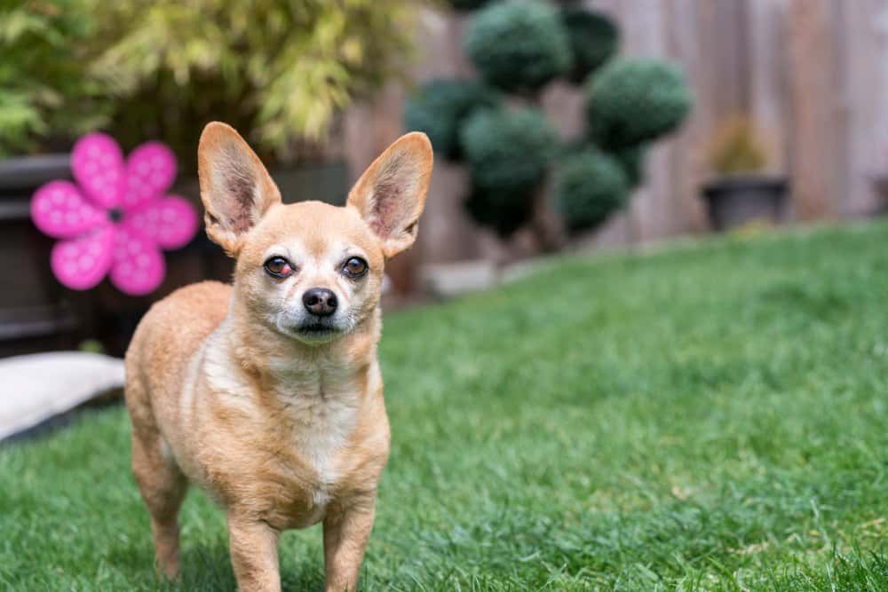Chiweenie Shedding – short-haired Chiweenie standing on grass with minimal shedding coat