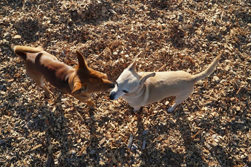 Two Chiweenies playing together outdoors on wood chips. Chiweenie vs. Other Designer Dogs