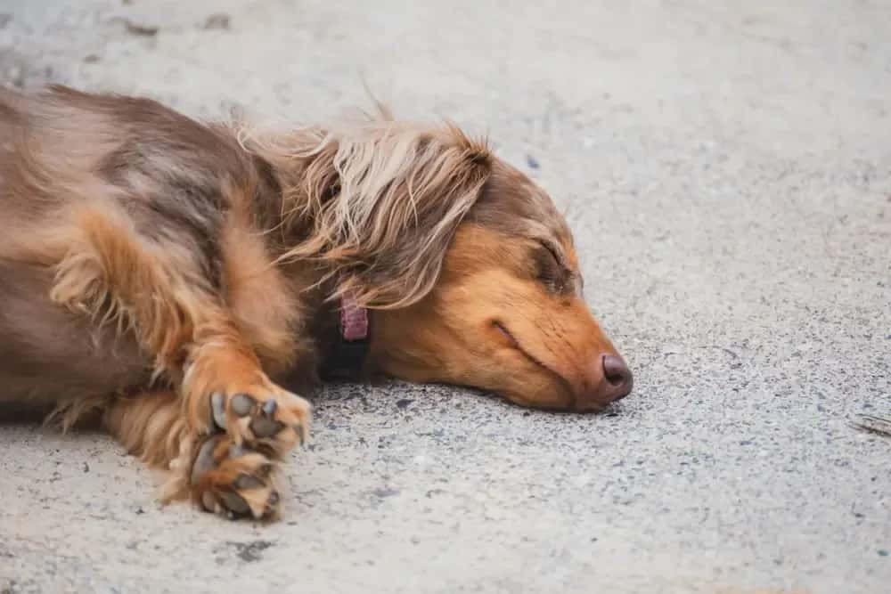 Peaceful chocolate dapple long-haired dachshund sleeping on a stone surface 