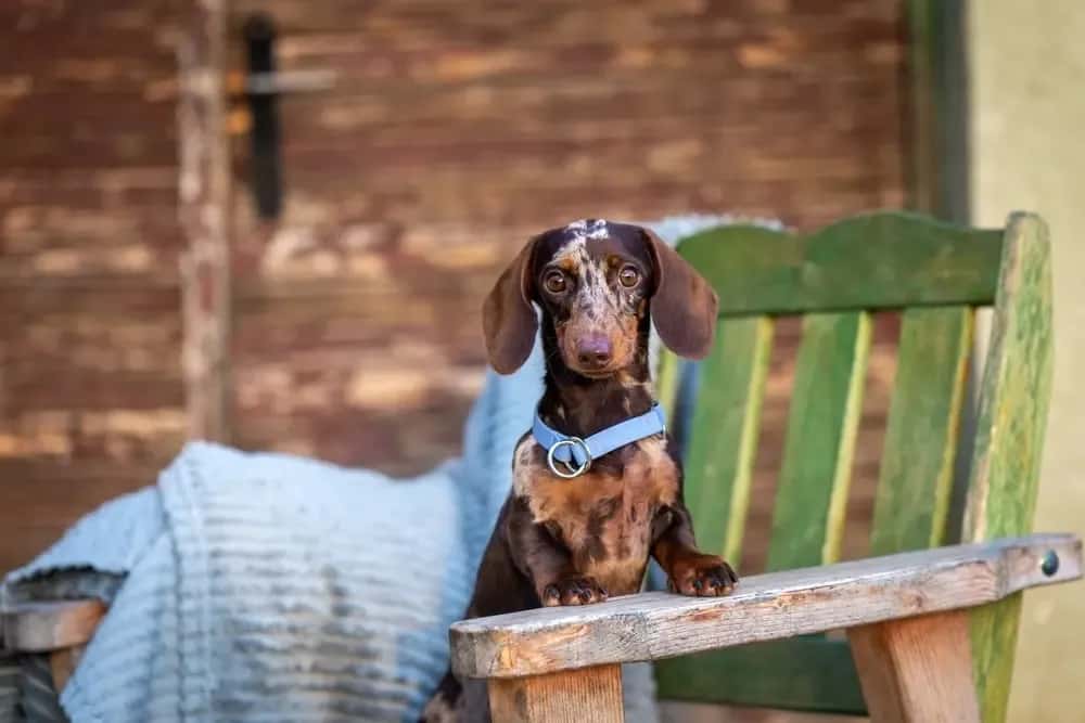 Charming chocolate dapple mini dachshund sitting on a rustic wooden chair with a blue blanket
