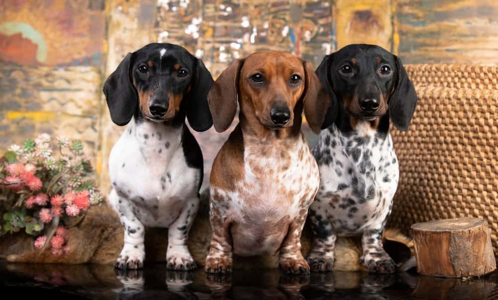 Color Dilution Dachshund – trio of smooth-haired Dachshunds with unique coat colors 