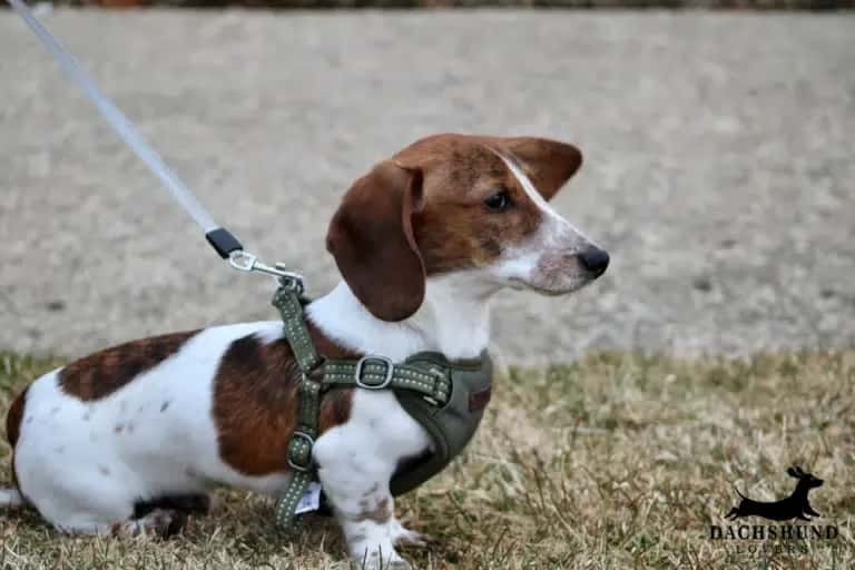 Dachshund in properly fitted harness outdoors – correct harness fit