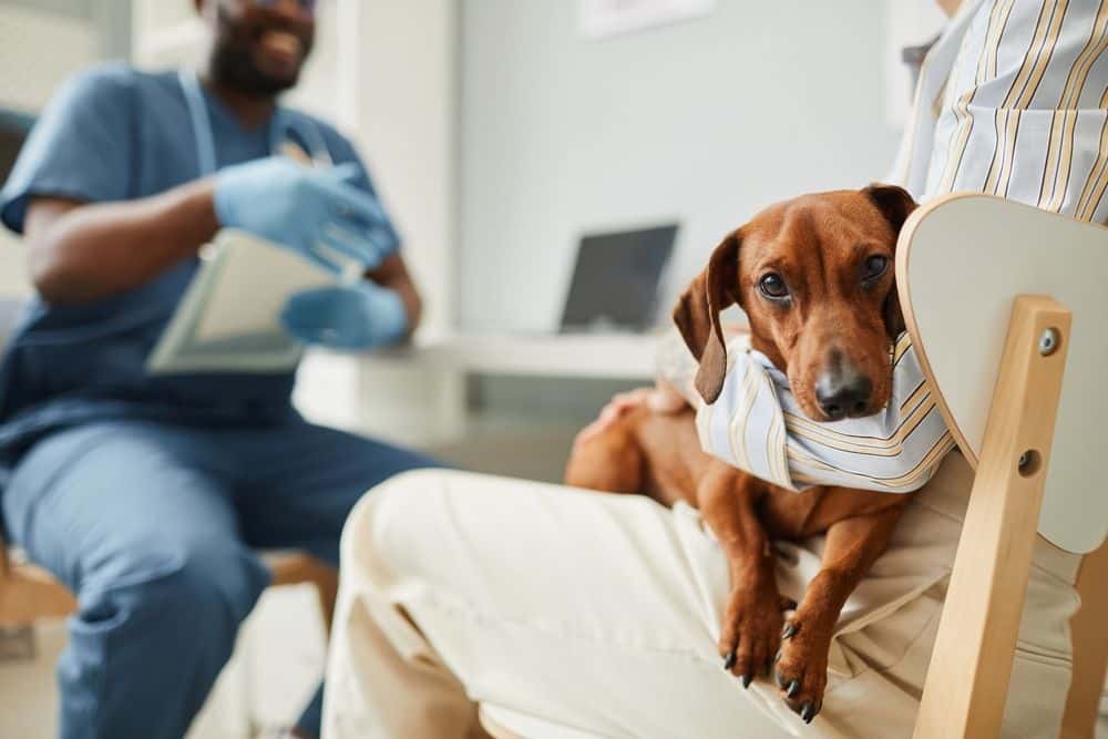 Red smooth-haired Dachshund sitting on owner’s lap at veterinary clinic for allergy consultation 