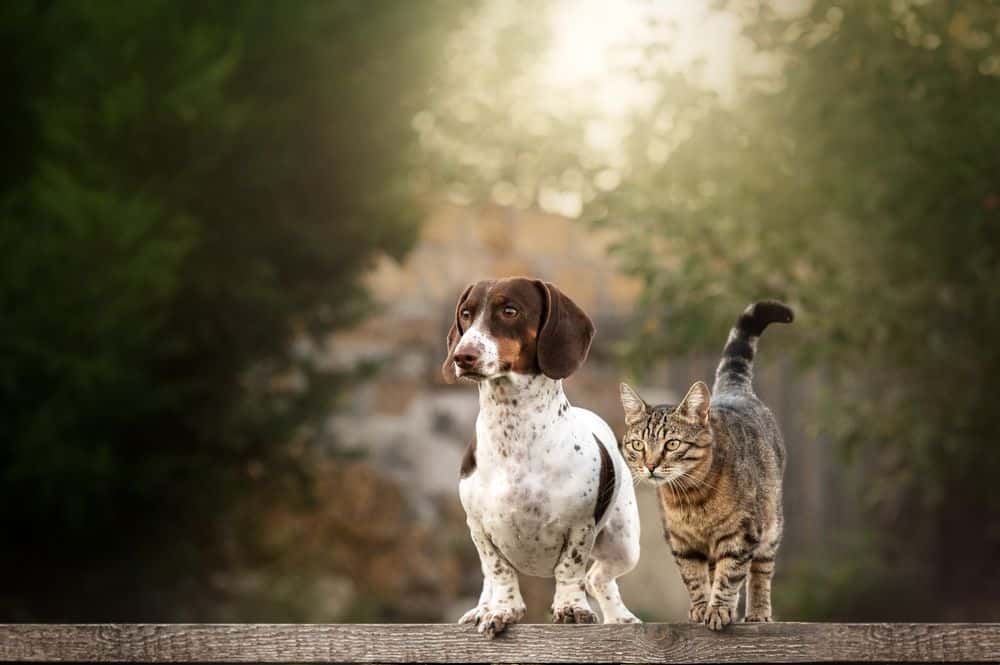 Brown and white Dachshund standing beside tabby cat on wooden fence outdoors 