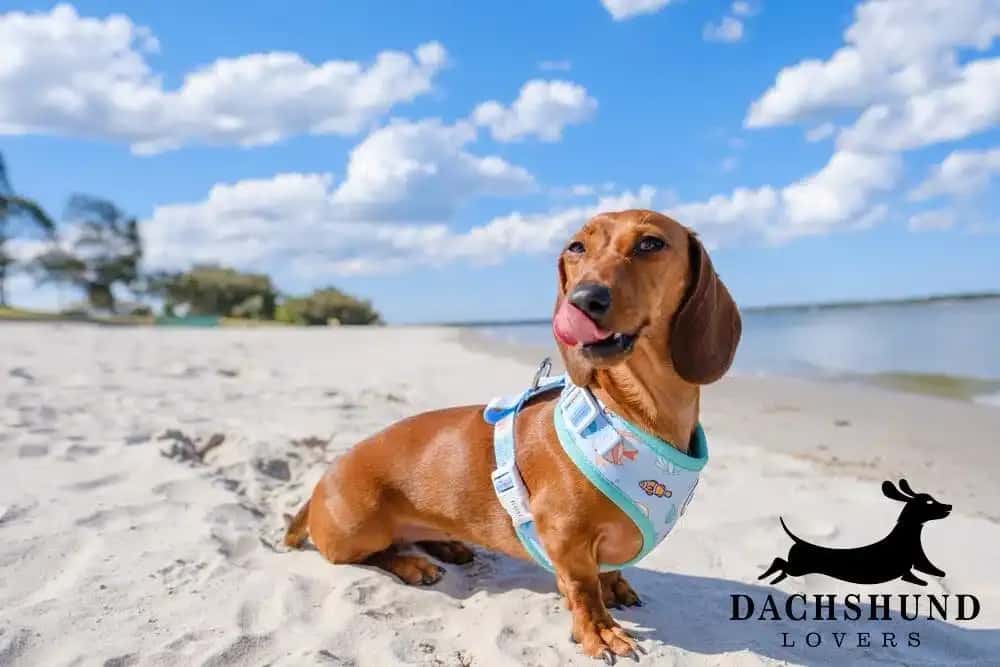 Smooth-haired dachshund wearing a blue harness sitting on the sand at Cronulla Beach in Sydney, looking playful with tongue out – Dachshund Lovers