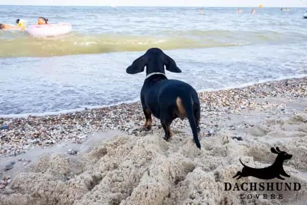 A black dachshund stands on a sandy beach, gazing at the sea. People are seen swimming 