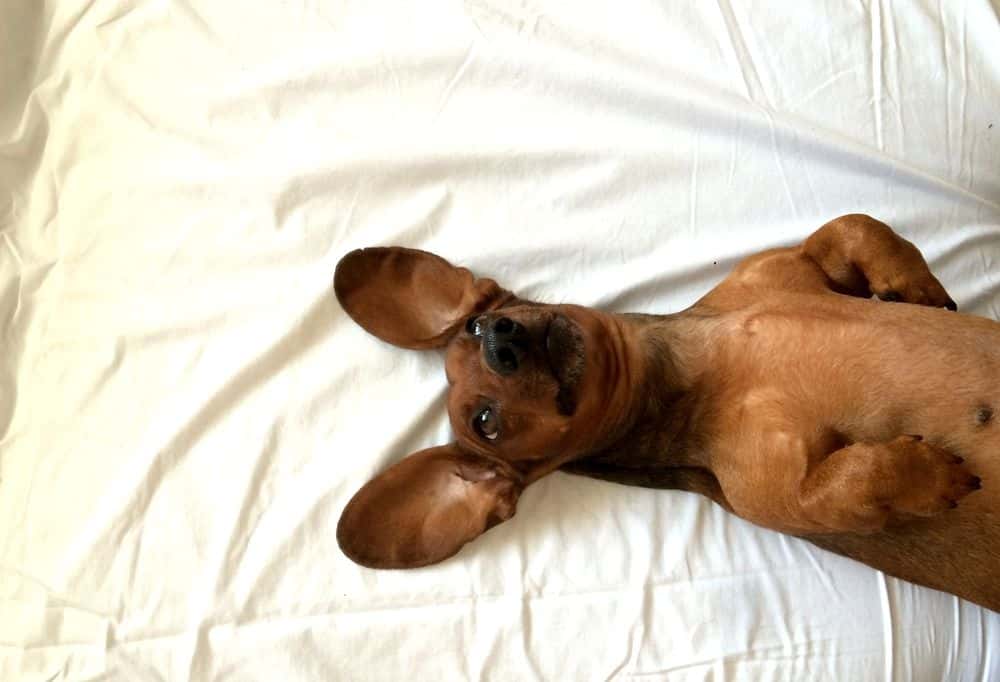 Cute brown Dachshund lying upside down on white bed sheets with floppy ears spread out 