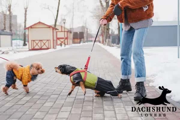 Dachshund barking at another dog during a winter walk, illustrating dachshund behavior 