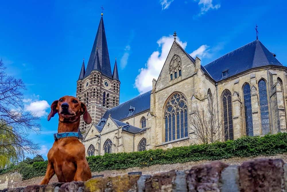 Red Dachshund posing in front of historic European church building under bright blue sky