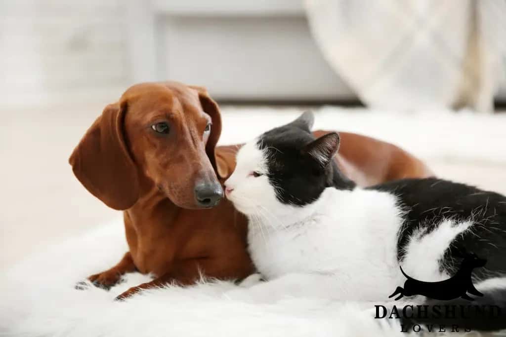 Dachshund lying on a white rug cuddling with a black and white cat