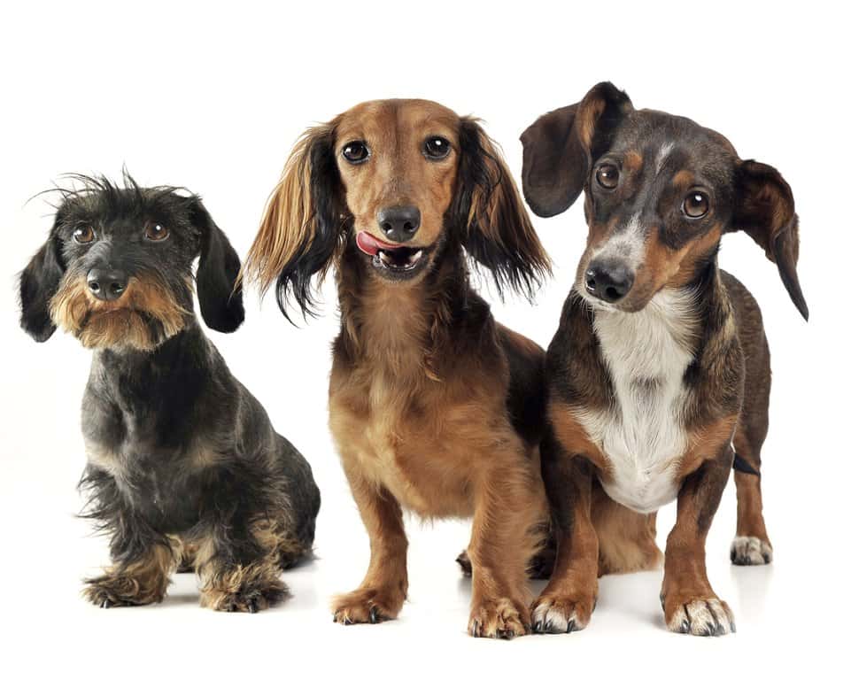 trio of wire-haired, long-haired, and smooth-haired Dachshunds sitting together 
