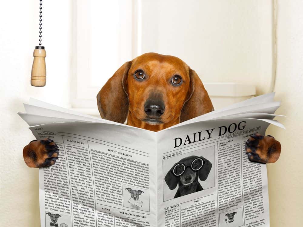 Red Dachshund humorously sitting with newspaper in bathroom reading 'Daily Dog