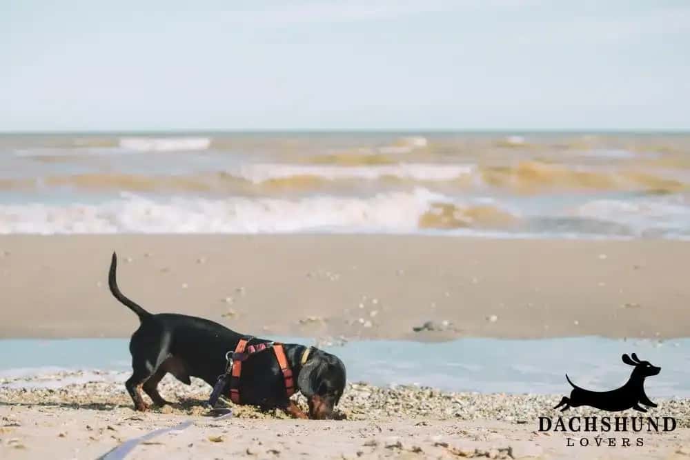 black dachshund digging at the beach kurnell